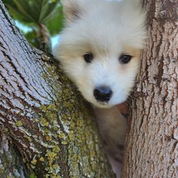 Samoyed Puppies from Carriage Court Kennels