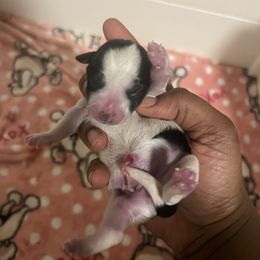 Girl 1 Lisa - Parti female Yorkipoo puppy in Gastonia, North Carolina from Precious pups dynasty kennel