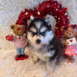 David - Black and white male Pomsky puppy in Bucyrus, Missouri from Hill Top Pomskies