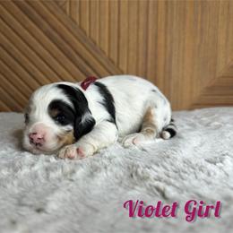 Violet Girl - Merle female Bernedoodle puppy in Modesto, California from Two Doods Doodles