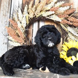 Female 4-Pink collar - Black female Goldendoodle puppy in Macedon, New York from Toodles Goldendoodles