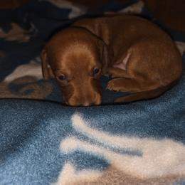 Drake - Red male Dachshund puppy in Farmington, Missouri from Southeast mo Miniature dachshunds