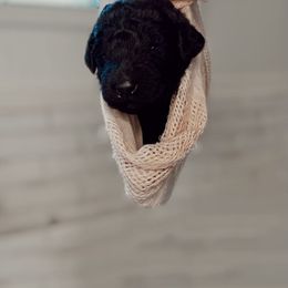 Poodle Puppies from Simplicity Poodles