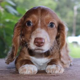 Marvin Purebred DNA Tested Parents Health Certified Family Raised - Chocolate male Dachshund puppy in Haines City, Florida from Divine Dachshunds