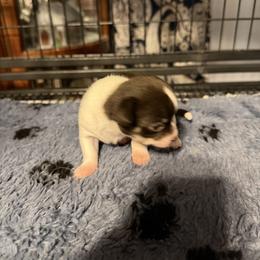 Olivia - Chocolate and white female Chihuahua puppy in Madison, Virginia from KimberGlen Chihuahuas