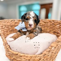 Whiskey - Merle male Bernedoodle puppy in Sulphur, Louisiana from Curly Q’s Of Carlyss