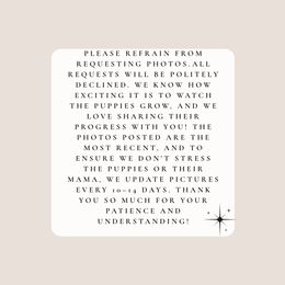 Female II - Black and white female Border Collie puppy in Okeechobee, Florida from Cowtown Corgis & Border Collies