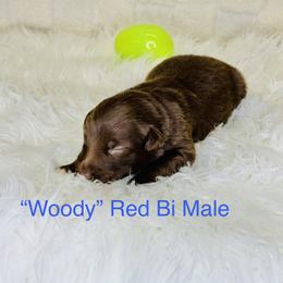 Woody - Red & white male Australian Shepherd puppy in Texas from Legendary Canines
