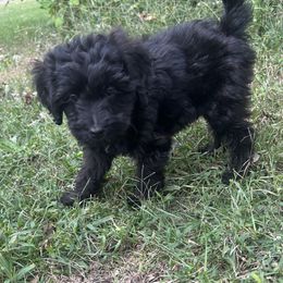 Spot - Black male Goldendoodle puppy in Centralia, Missouri from Oodles Of Doodles Mo.
