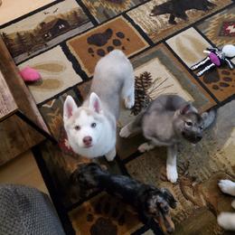 Siberian Husky Puppies from Naturez Siberians