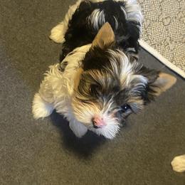 Yorkshire Terrier Puppies from Klassie Kreations Yorkie’s