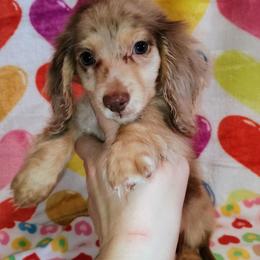 Frosty - Dapple male Dachshund puppy in Hudson, Michigan from Mittentail Kennel Miniature Dachshunds