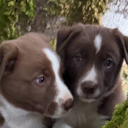 Other pup 2 - White and red female Border Collie puppy in Aberdeen, Washington from Misty Mountain Border Collies
