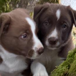 Other pup 2 - White and red female Border Collie puppy in Aberdeen, Washington from Misty Mountain Border Collies