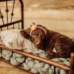 Goldendoodle Puppies from Lady Doodle Farm