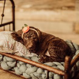 Goldendoodle Puppies from Lady Doodle Farm