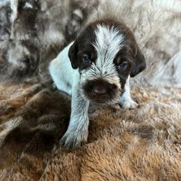 Girl 4 - Wirehaired Pointing Griffon puppy in Jerome, Idaho from Double R Griffons