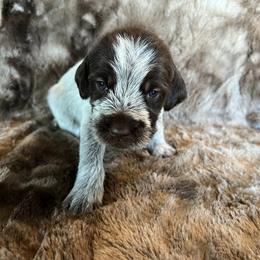Girl 4 - Wirehaired Pointing Griffon puppy in Jerome, Idaho from Double R Griffons