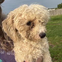 Fancy - Poodle