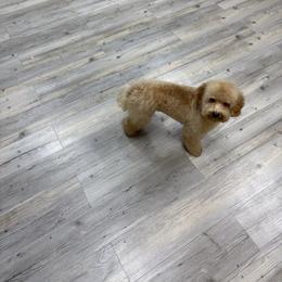 Mia - Cream female Poodle puppy in Naples, Florida from Puppies Forever 💙❤️🐶