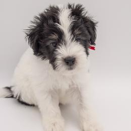 George - Red Collar - Black and white male Bernedoodle puppy in Lehi, Utah from Our Little Farm Life Doodles