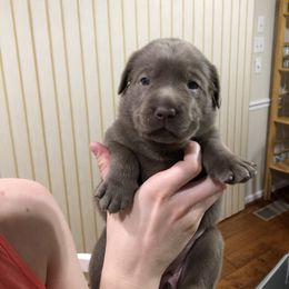 Labrador Retriever Puppies from KMC Gun Dogs