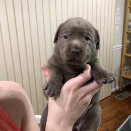 Labrador Retriever Puppies from KMC Gun Dogs