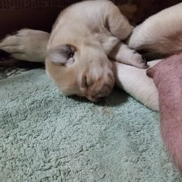 Labrador Retriever Puppies from SciFi Labradors