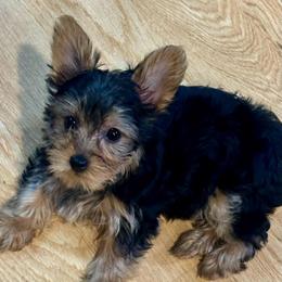 Cashmere - Black and gold female Yorkshire Terrier puppy in Tyler, Texas from YorkiStars
