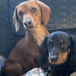 Dachshunds from Boone Farm Dachshunds