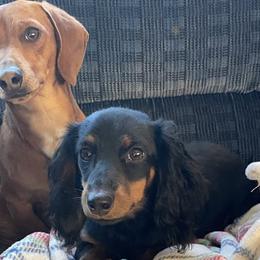 Dachshunds from Boone Farm Dachshunds