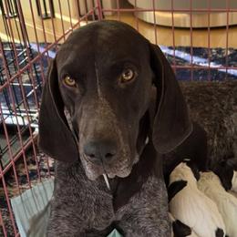 Mica - German Shorthaired Pointer
