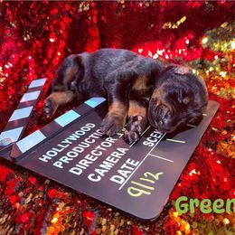 Green - Black and rust male Doberman Pinscher puppy in Louisville, Kentucky from Ruiz Dobermans