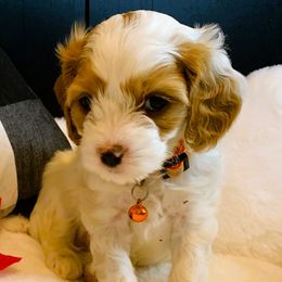 Blaze - Cavapoo puppy from Precious Puppies