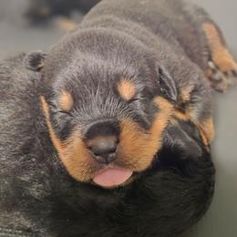 Blue Male - Black and mahogany male Rottweiler puppy in Humble, Texas from Inexorable Haus Early Rotts