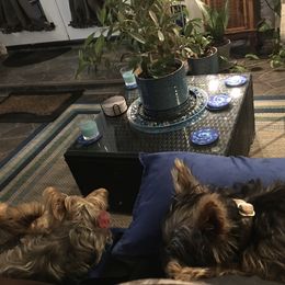 Yorkshire Terrier Puppies from YorkiStars