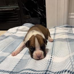 Boy 1 - Fawn male Boxer puppy in Prestonsburg, Kentucky from Bre’s Boxers
