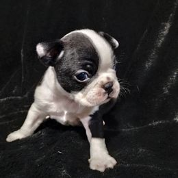 Humbug - Black brindle and white male Boston Terrier puppy in Catawba, North Carolina from Lil Wiggles Boston Terriers