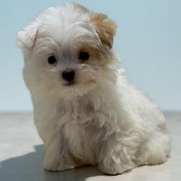 Brima - Parti female Maltipoo puppy in Lebanon, Kentucky from Mosaic Merle Doodles