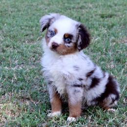 Ryder - Red merle male Miniature Australian Shepherd puppy in Paris, Texas from Kuttin’ Up Mini Aussies