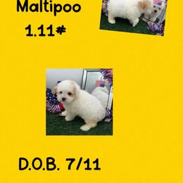 Jessie - Parti female Maltipoo puppy in Wayland, New York from Loris Pampered Pooches💕