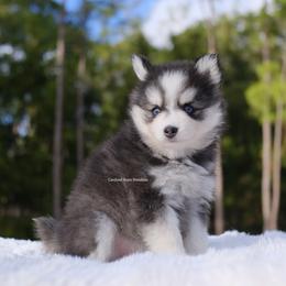 Josephine - Black and white female Pomsky puppy in Loxahatchee, Florida from Cardinal Point Pomskies