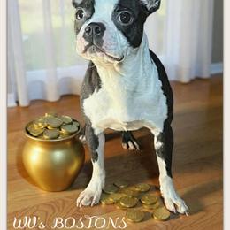 Trouble - Boston Terrier
