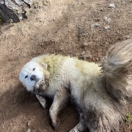 Great Pyrenees from White Wolf Ranch