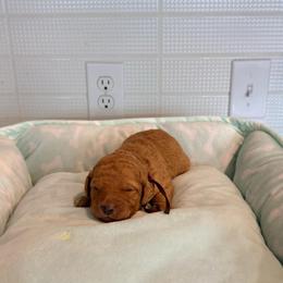 Halloween Series - Apricot female Goldendoodle puppy in Houston, Texas from Were The Mack'Doodles Mack’Poodles