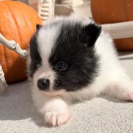 Snoopy - Black parti male Pomeranian puppy in Rockwall, Texas from MAK Poms