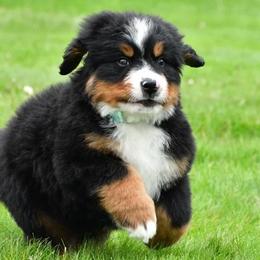 Rusty - Black rust and white male Bernese Mountain Dog puppy in Millersburg, California from Smith Farms and Kennels