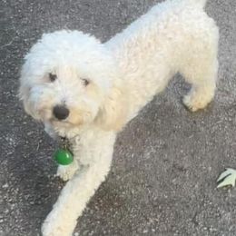 Apollo - Poodle