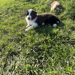 Border Collie Puppies from Pineview Farm