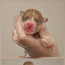 4 - Red female Pembroke Welsh Corgi puppy in Tomball, Texas from Larsen Loved Corgis